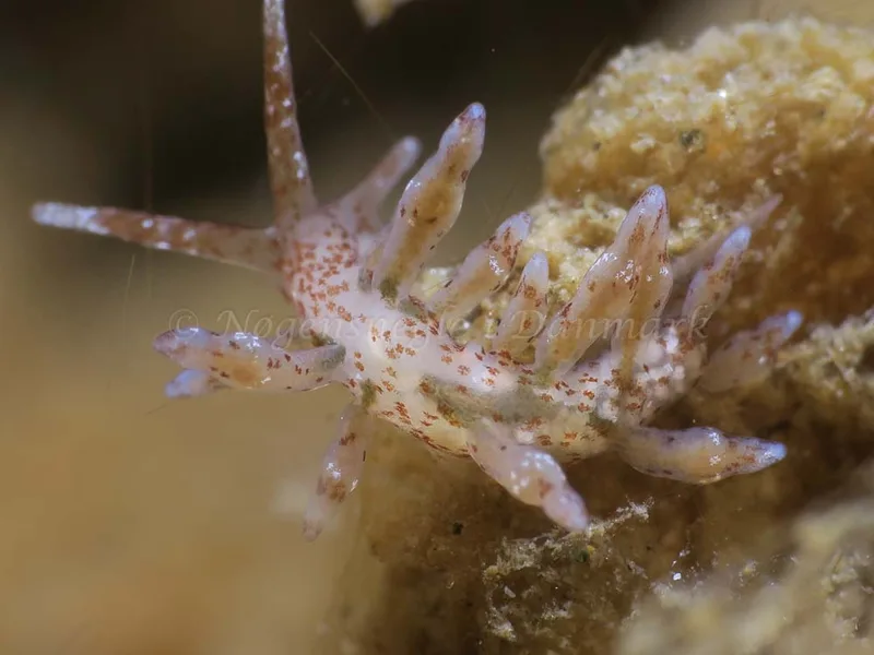 Eubranchus rupium - Ammoniakhavnen - Foto: HP Ølgaard