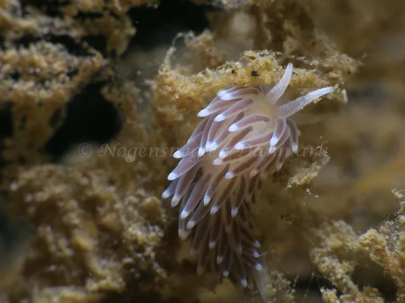 Cuthonella concinna - Ammoniakhavnen - Foto: HP Ølgaard