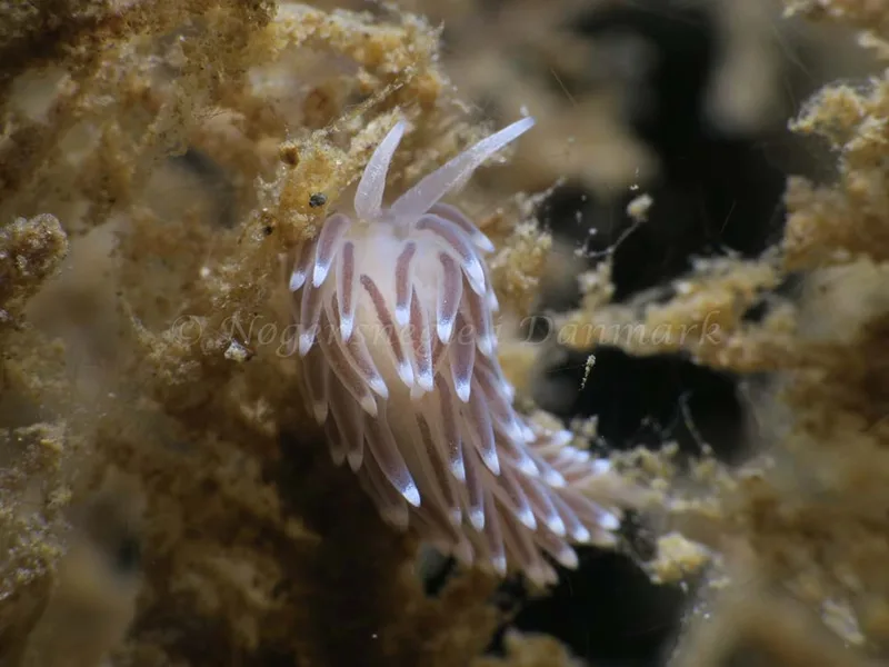 Cuthonella concinna - Ammoniakhavnen - Foto: HP Ølgaard