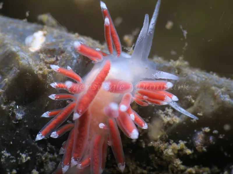 Coryphella verrucosa - Ammoniakhavnen - Foto: HP Ølgaard