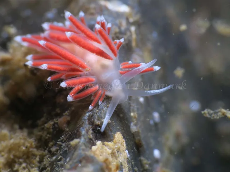 Coryphella verrucosa - Ammoniakhavnen - Foto: HP Ølgaard