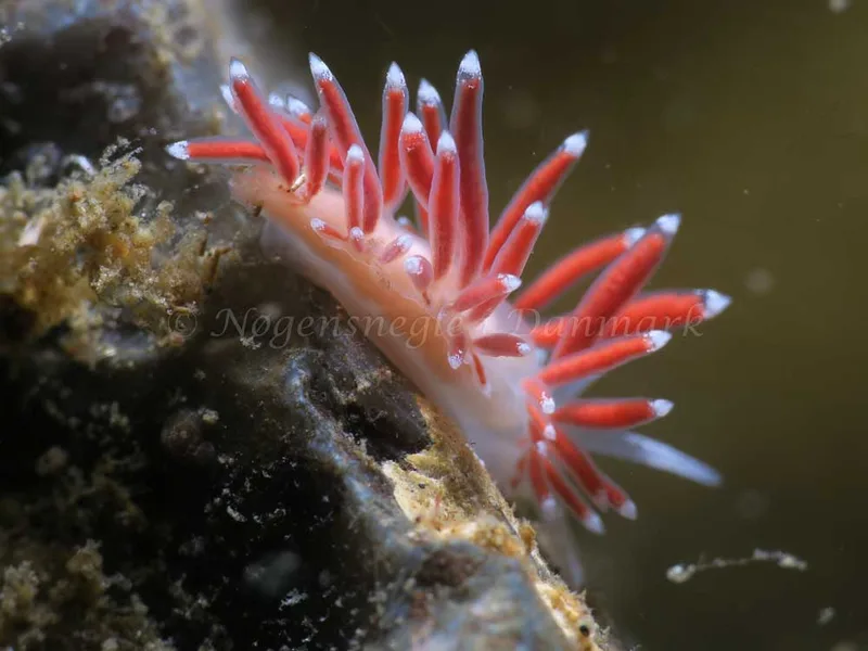 Coryphella verrucosa - Ammoniakhavnen - Foto: HP Ølgaard