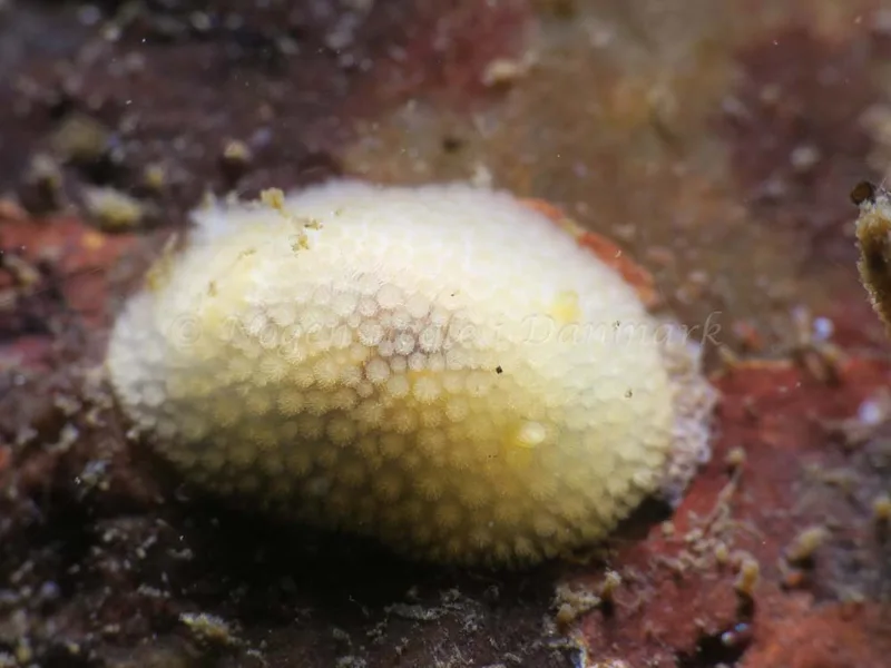 Onchidoris muricata - Ammoniakhavnen - Foto: HP Ølgaard