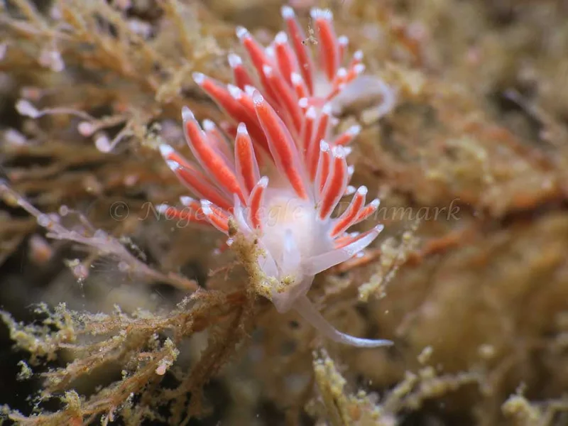Coryphella verrucosa - Ammoniakhavnen - Foto: HP Ølgaard