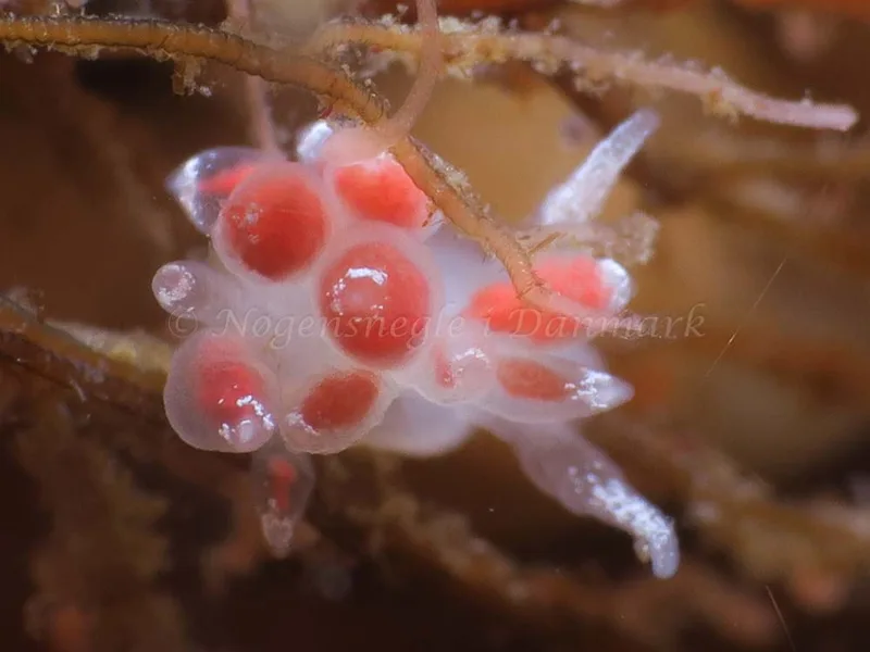 Coryphella verrucosa - Ammoniakhavnen - Foto: HP Ølgaard