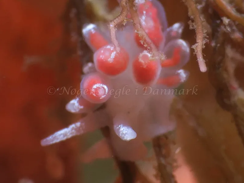 Coryphella verrucosa - Ammoniakhavnen - Foto: HP Ølgaard