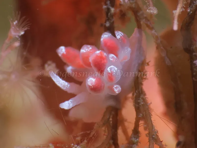 Coryphella verrucosa - Ammoniakhavnen - Foto: HP Ølgaard