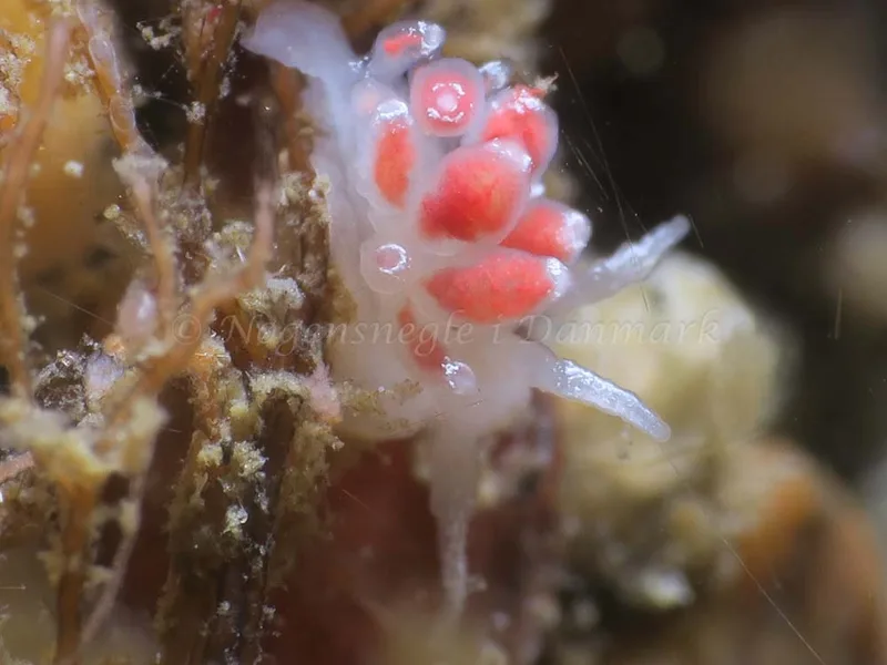 Coryphella verrucosa - Ammoniakhavnen - Foto: HP Ølgaard