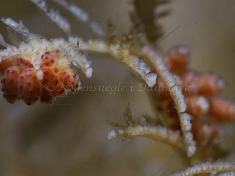 Doto coronata - Ammoniakhavnen - Foto: HP Ølgaard