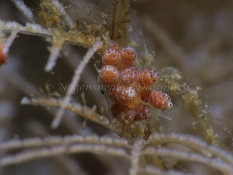 Doto coronata - Ammoniakhavnen - Foto: HP Ølgaard