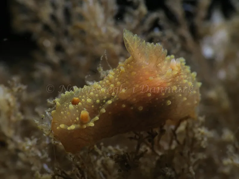Palio dubia - Ammoniakhavnen - Foto: HP Ølgaard