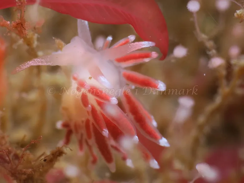 Coryphella gracilis - Ammoniakhavnen - Foto: HP Ølgaard