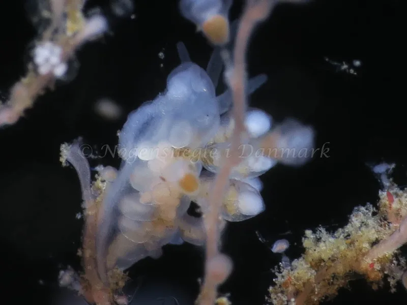 Tergipes tergipes - Ammoniakhavnen - Foto: HP Ølgaard