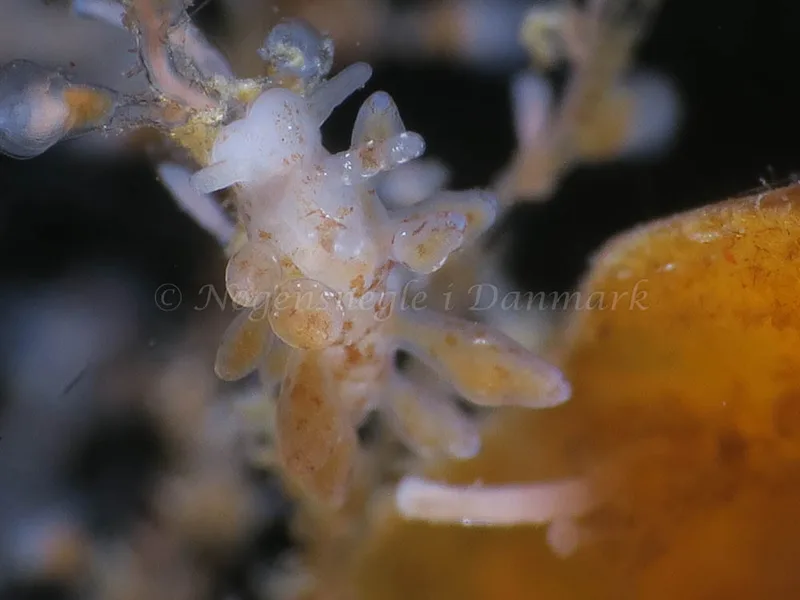 Eubranchus scintillans - Ammoniakhavnen - Foto: HP Ølgaard