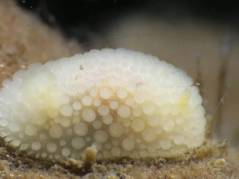 Onchidoris muricata - Ammoniakhavnen - Foto: HP Ølgaard
