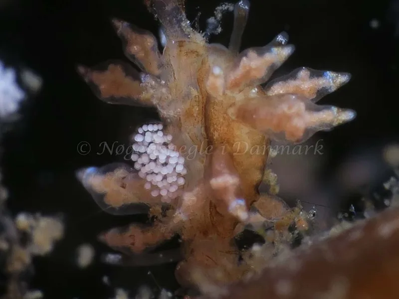 Eubranchus scintillans - Ammoniakhavnen - Foto: HP Ølgaard