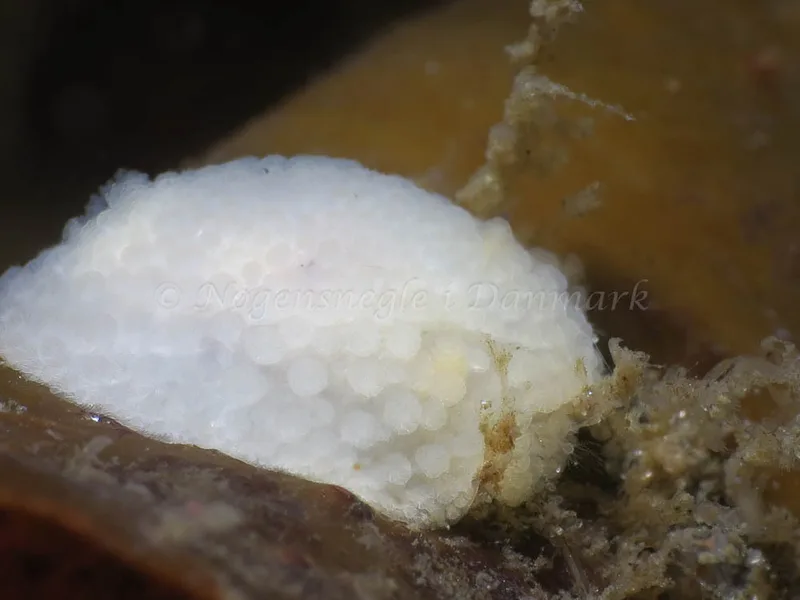 Onchidoris muricata - Lyngsbo Strand - Foto: HP Ølgaard