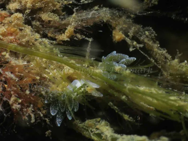 Placida dendritica (Saccoglossa) - Lyngsbo Strand - Foto: HP Ølgaard