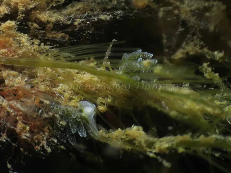 Placida dendritica (Saccoglossa) - Lyngsbo Strand - Foto: HP Ølgaard