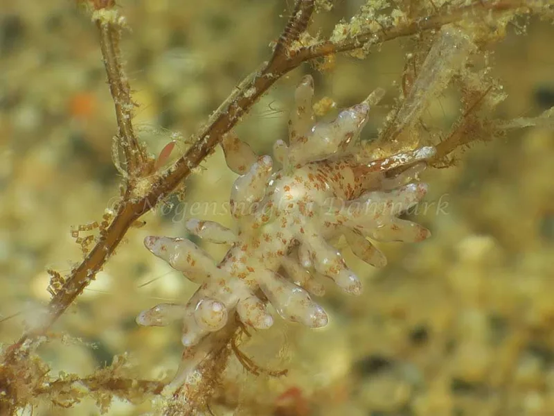 Eubranchus rupium - Lyngsbo Strand - Foto: HP Ølgaard
