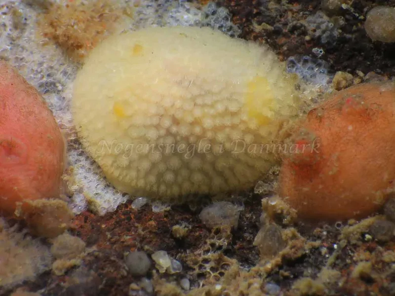 Onchidoris muricata - Lyngsbo Strand - Foto: HP Ølgaard