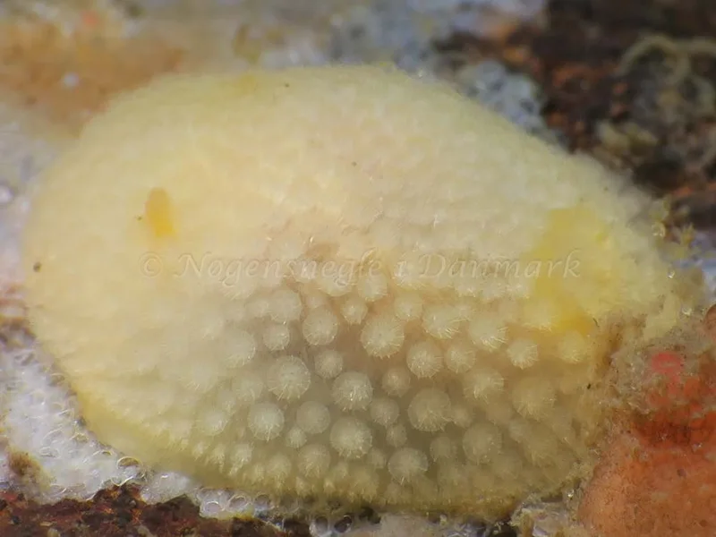 Onchidoris muricata - Lyngsbo Strand - Foto: HP Ølgaard