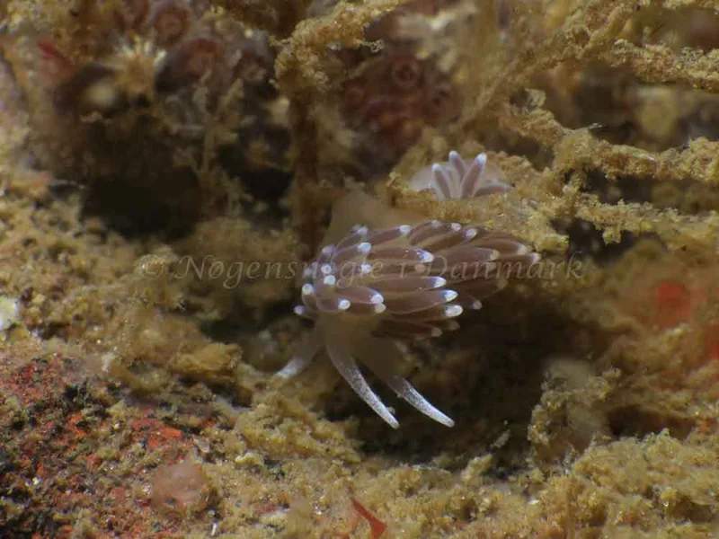 Cuthonella concinna - Lyngsbo Strand - Foto: HP Ølgaard