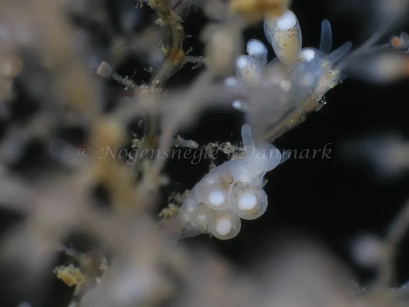 Tergipes tergipes - Lyngsbo Strand - Foto: HP Ølgaard