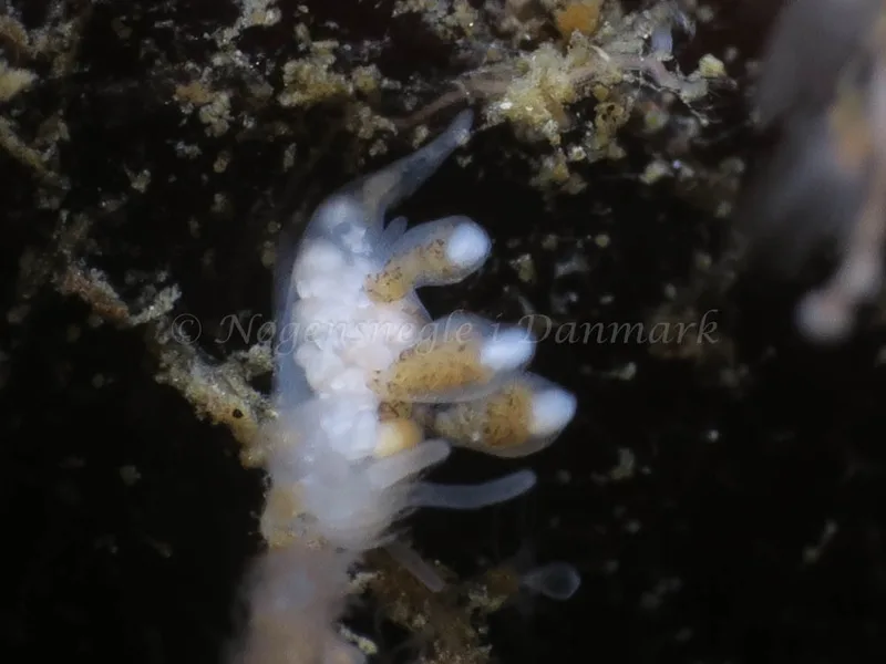Tergipes tergipes - Lyngsbo Strand - Foto: HP Ølgaard