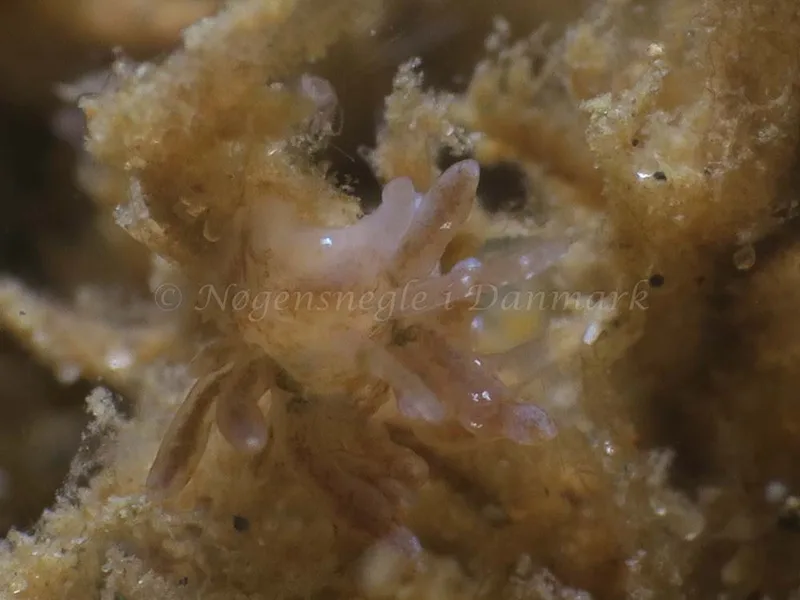 Eubranchus rupium - Lyngsbo Strand - Foto: HP Ølgaard