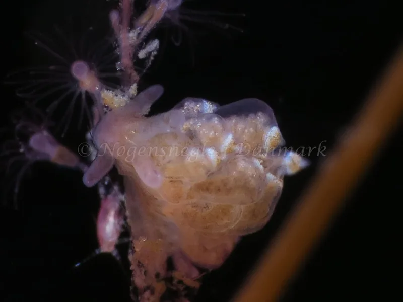 Eubranchus scintillans - Lyngsbo Strand - Foto: HP Ølgaard