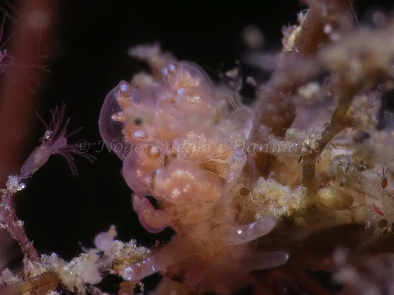 Eubranchus scintillans - Lyngsbo Strand - Foto: HP Ølgaard