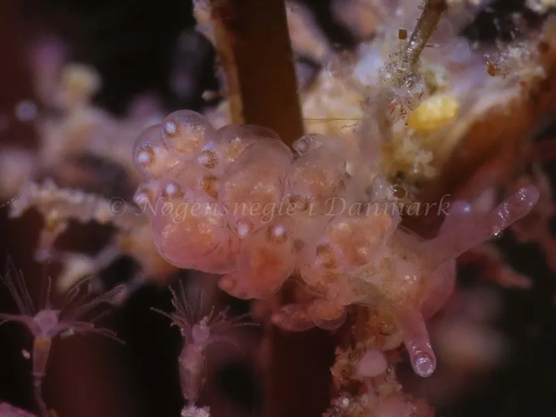 Eubranchus scintillans - Lyngsbo Strand - Foto: HP Ølgaard