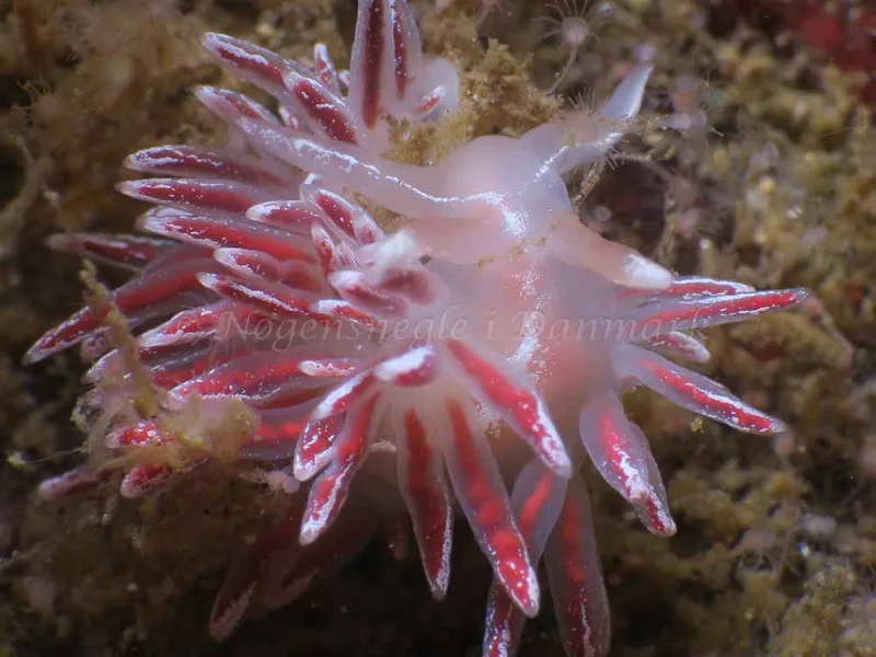 Coryphella monicae - Lyngsbo Strand - Foto: HP Ølgaard