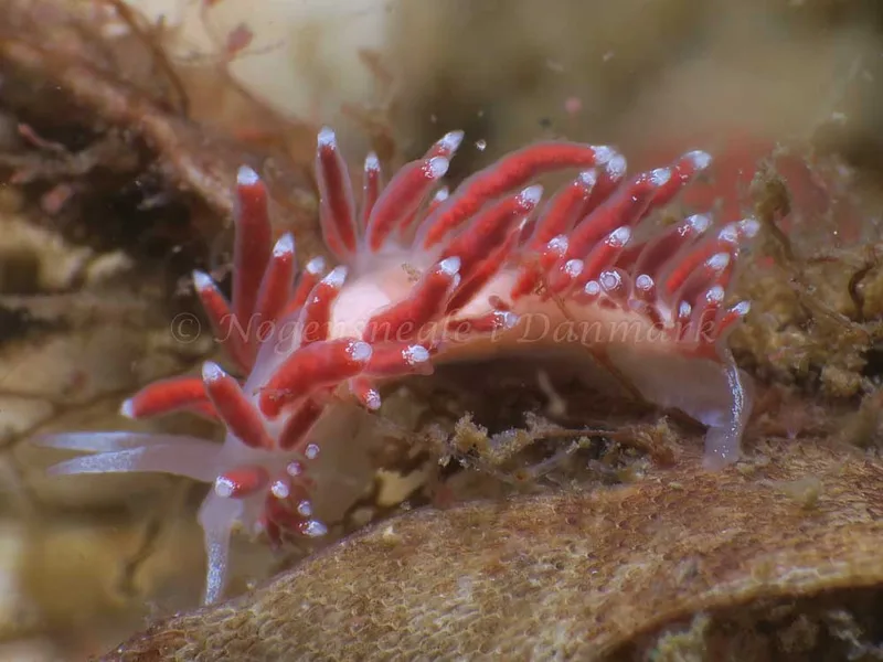 Coryphella verrucosa - Lyngsbo Strand - Foto: HP Ølgaard