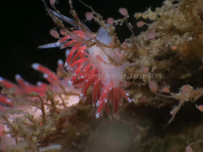 Coryphella gracilis - Lyngsbo Strand - Foto: HP Ølgaard