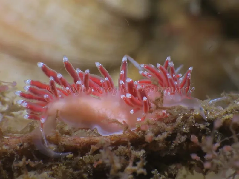 Coryphella gracilis - Lyngsbo Strand - Foto: HP Ølgaard