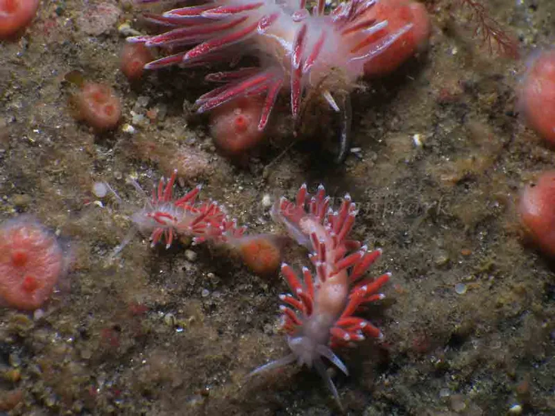 Coryphella gracilis - Lyngsbo Strand - Foto: HP Ølgaard
