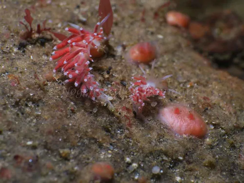 Coryphella gracilis - Lyngsbo Strand - Foto: HP Ølgaard