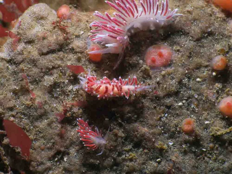 Coryphella verrucosa - Lyngsbo Strand - Foto: HP Ølgaard