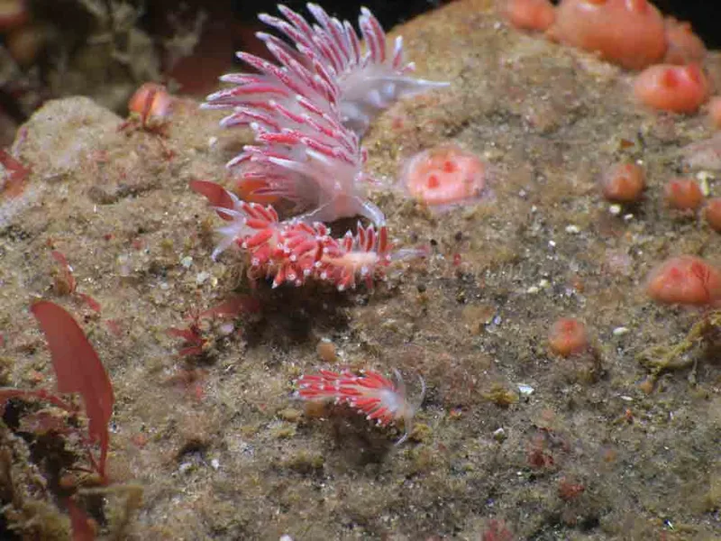 Coryphella verrucosa - Lyngsbo Strand - Foto: HP Ølgaard