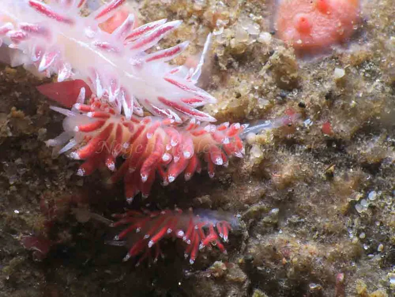 Coryphella verrucosa - Lyngsbo Strand - Foto: HP Ølgaard