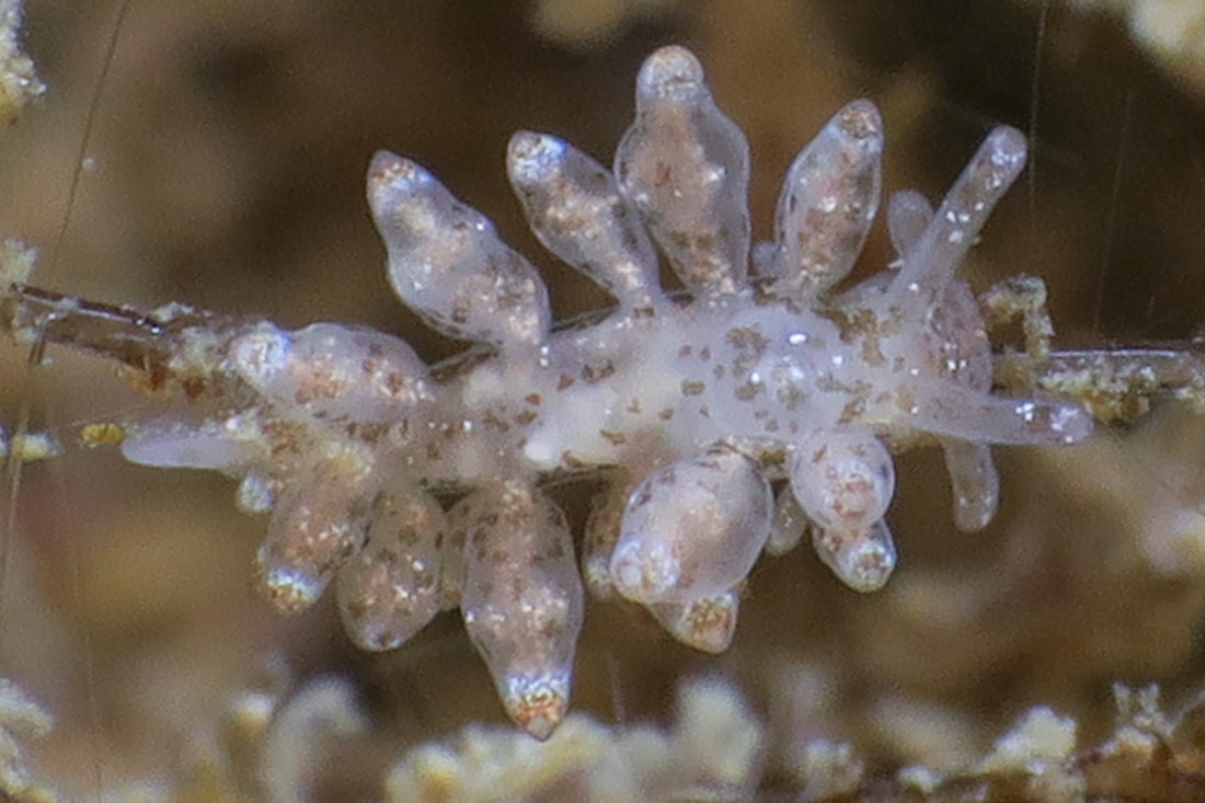 Nudibranchus scintillans i naturligt habitat med aflange cerata, knoldet tarmkanal og slanke rhinoforer med mørke endebånd.