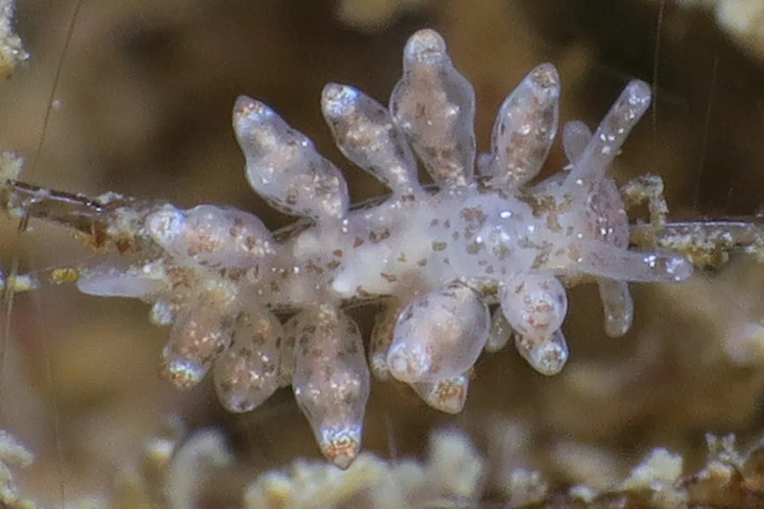 Nudibranchus scintillans i naturligt habitat med aflange cerata, knoldet tarmkanal og slanke rhinoforer med mørke endebånd.