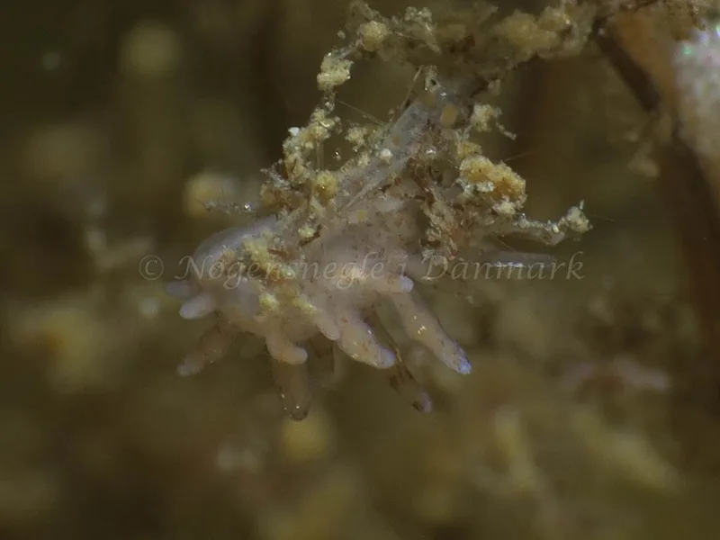 Eubranchus rupium - Søbadet - Foto: HP Ølgaard