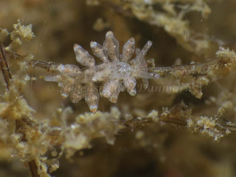 Eubranchus scintillans - Søbadet - Foto: HP Ølgaard