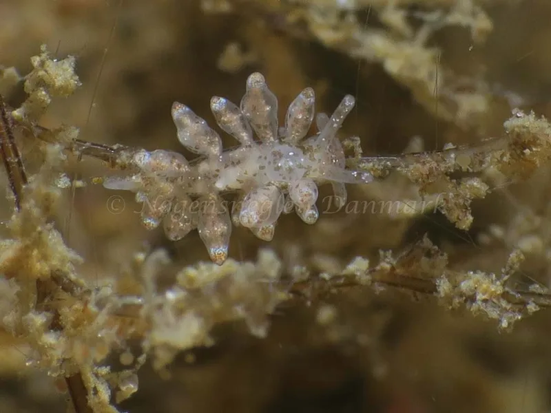 Eubranchus scintillans - Søbadet - Foto: HP Ølgaard