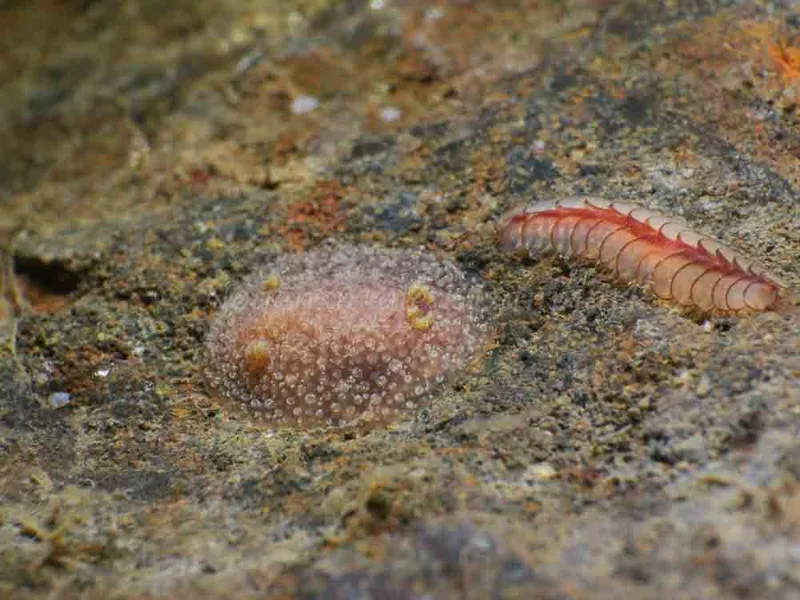 Acanthodoris pilosa - Søbadet - Foto: HP Ølgaard