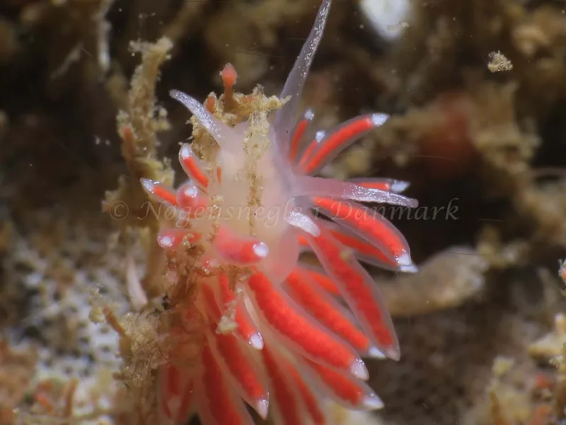 Coryphella gracilis - Søbadet - Foto: HP Ølgaard
