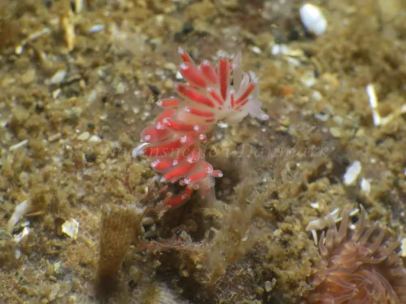 Coryphella gracilis - Søbadet - Foto: HP Ølgaard